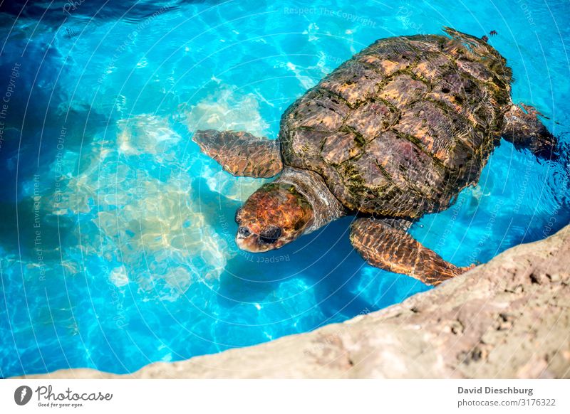 Meeresschildkröte Natur Wasser Schönes Wetter Wildtier 1 Tier Fürsorge Umweltverschmutzung Umweltschutz Brasilien Bahia Ölpest Grüne Meeresschildkörte