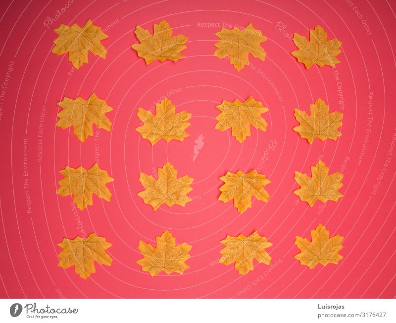 Gelbe Blätter auf rotem Hintergrund Design Herbst Wärme Blatt Zettel Stempel Paket gelb Hintergrundbild Farbfoto Muster Menschenleer