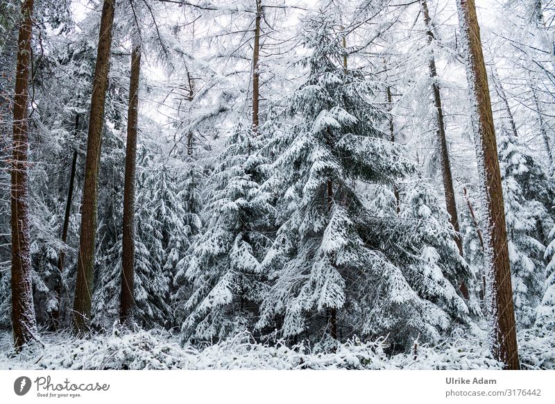 Schneebedeckte Tannen im Wald Ferien & Urlaub & Reisen Tourismus Ausflug Winter Winterurlaub wandern Postkarte Weihnachten & Advent Natur Landschaft Pflanze