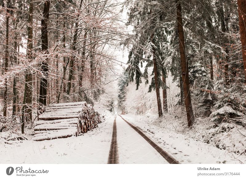 Schneelandschaft Wald Ferien & Urlaub & Reisen Winter Winterurlaub wandern Tapete Weihnachten & Advent Natur Landschaft Klima Klimawandel Eis Frost Baum kalt