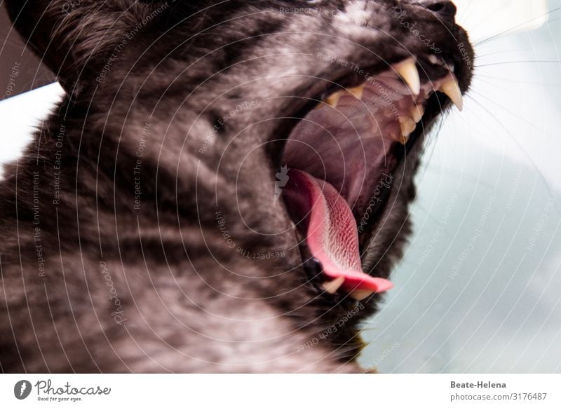 Katze beim Zahnarzt - Einblick ins Katzenmaul gähnen Katzenzunge Zähne Zunge Maul Kiefer zubeißen Gesundheit Gebiss Haustier Tierporträt Menschenleer Müdigkeit