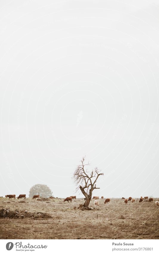 Isolierter Baum auf einem Feld mit Kühen Umwelt Natur Landschaft Klima Klimawandel Wetter ästhetisch einfach Alentejo Portugal Landwirtschaft Kuh Viehweide