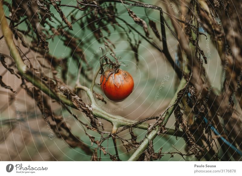 Tomate isoliert Lebensmittel Gemüse Frucht Pflanze Herbst Winter einfach frisch saftig rot Wachstum Gesundheit Gesunde Ernährung Farbfoto Außenaufnahme