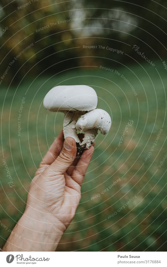 Nahaufnahme des Pilzes Agaricus arvensis, der die Hand hält Pilzsucher Asiatische Küche Lifestyle Umwelt Natur Wald beobachten Essen hängen entdecken