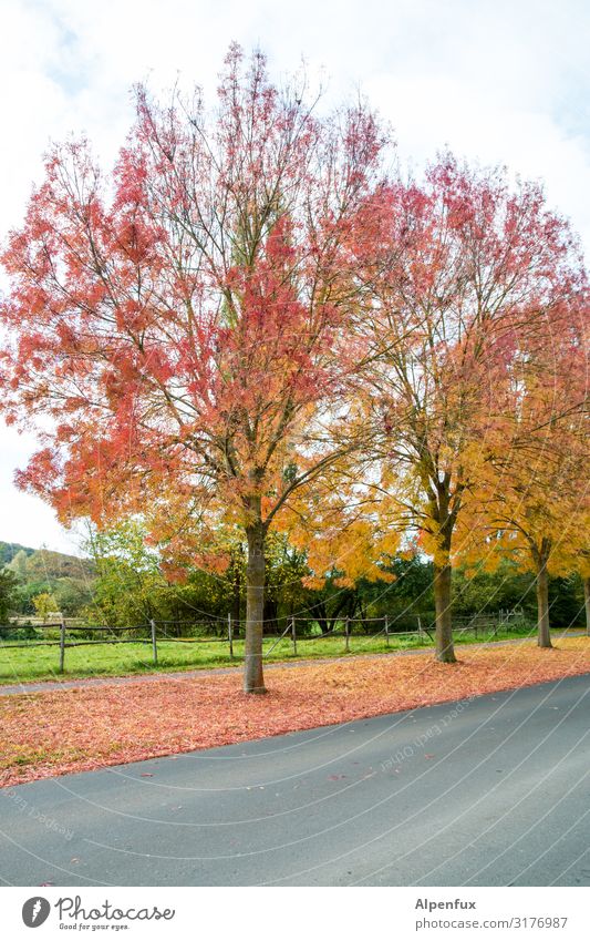 begrenzter Herbst Natur Landschaft Pflanze Klima Klimawandel Baum Park Vorfreude dankbar Ordnungsliebe Reinlichkeit Sauberkeit Hoffnung Glaube demütig
