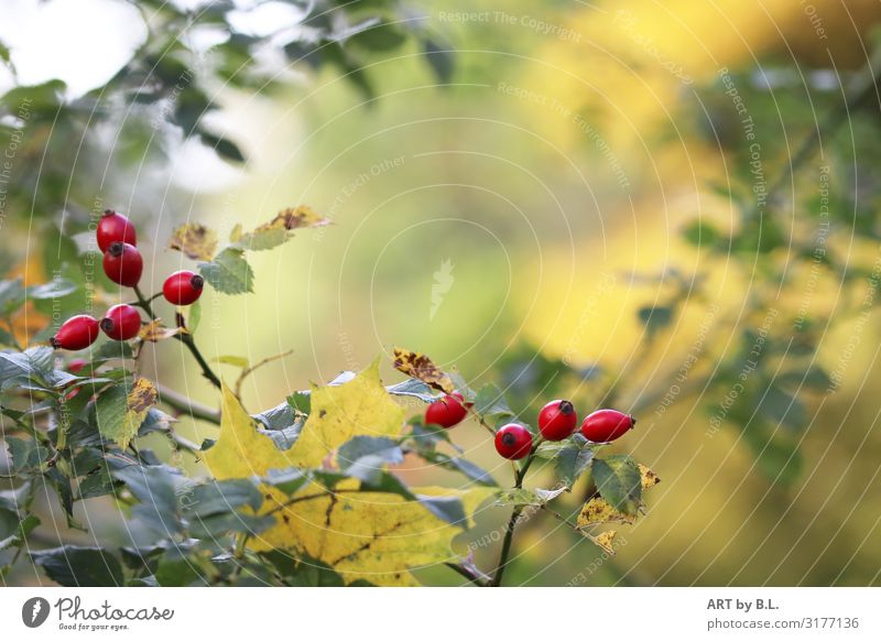 Herbstgeflüster Natur Pflanze Hagebutten lecker positiv saftig gelb gold grün rot Außenaufnahme Detailaufnahme Textfreiraum oben Textfreiraum Mitte