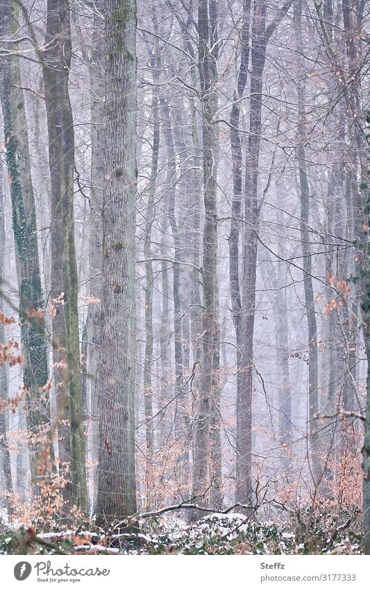 Winter im Wald Winterwald Frost Schnee Winterkälte kalt Kälte winterliche Kälte Niedersachsen Wintereinbruch natürlich grau weißgrau grauweiß ruhig