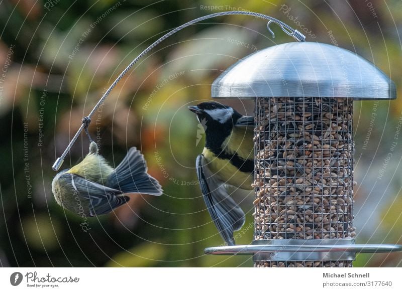 Zwei Kohlmeisen Tier Vogel Meisen Fressen Spielen Freude Tatkraft Farbfoto Außenaufnahme Menschenleer Schwache Tiefenschärfe