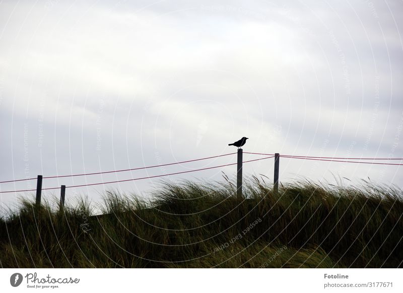 Düne Umwelt Natur Landschaft Pflanze Tier Himmel Wolken Gras Küste Strand Nordsee Insel Wildtier Vogel 1 Ferne frei hell klein natürlich grau grün schwarz weiß