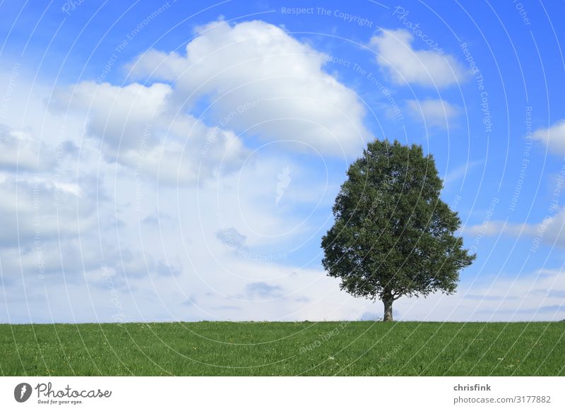 Baum vor blauem Himmel Umwelt Natur Landschaft Pflanze Holz Kugel Duft Gesundheit ruhig Wachstum Farbfoto Außenaufnahme Tag Abend