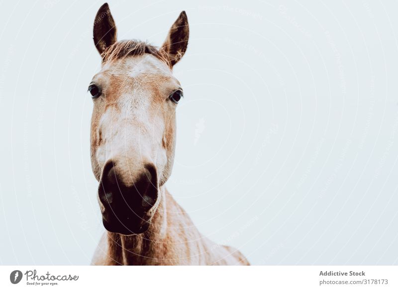 schönes Pferd in weißem, bewölktem Hintergrund mit Blick auf die Kamera weidend Feld Herde Tier Natur Bauernhof Säugetier pferdeähnlich Reiterin Hengst
