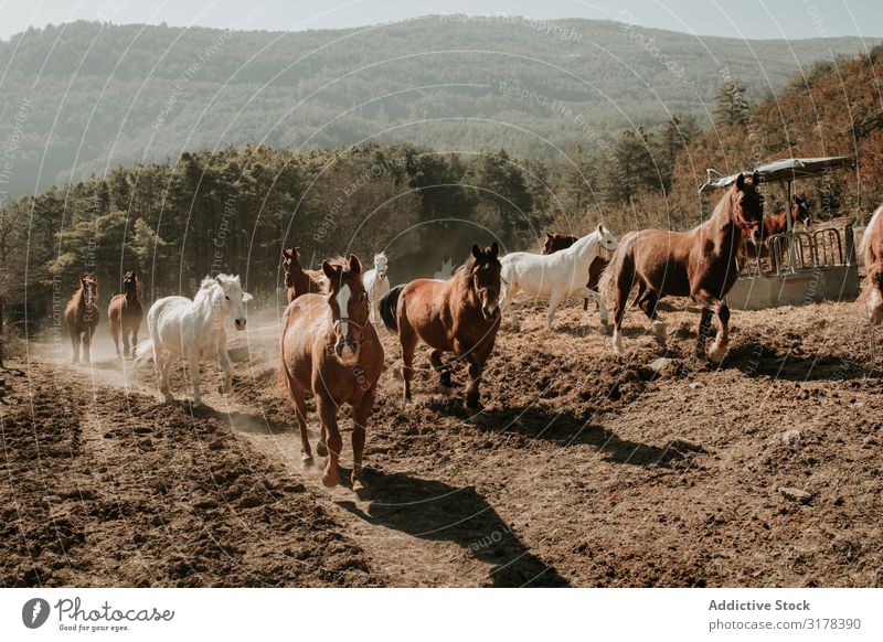 Pferdeherde auf dem Land Herde rennen Landschaft Straße Sonnenstrahlen Tag pferdeähnlich Säugetier Tier Hengst Stute heimisch Freiheit Unbekümmertheit dreckig