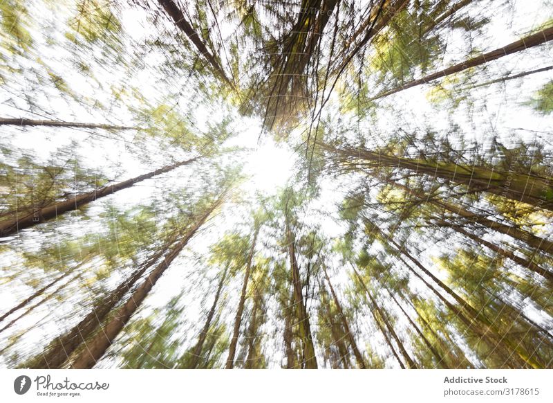 Verwischte Nadelhölzer in sonnigen Wäldern Baum Sonnenlicht Rüssel Wald nadelhaltig Landschaft Natur Licht hell Glanz Jahreszeiten Umwelt ruhig schön Idylle