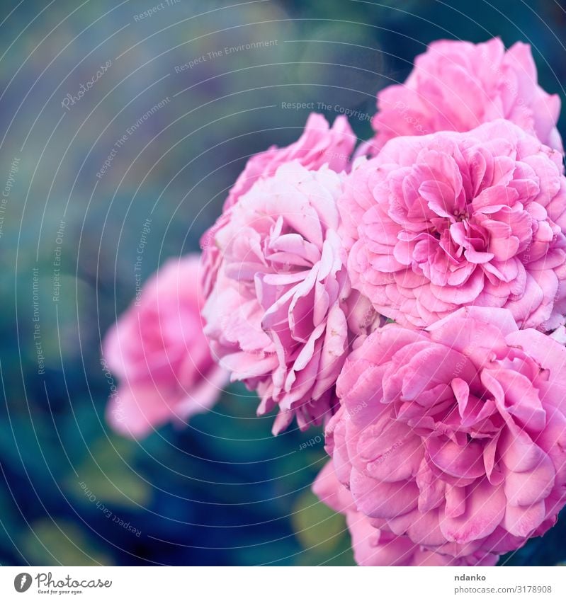 Knospen von rosa blühenden Rosen im Garten schön Sommer Gartenarbeit Natur Pflanze Blume Blatt Blüte Blumenstrauß frisch natürlich grün Romantik Farbe