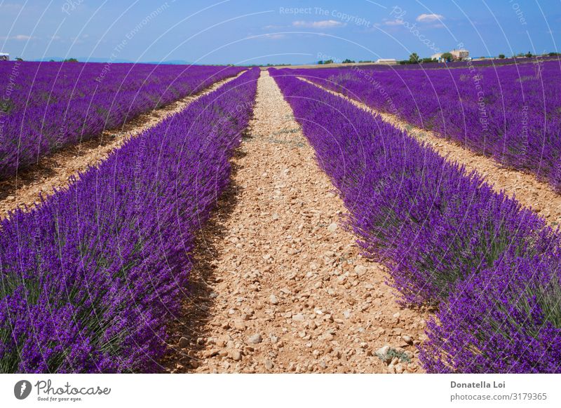 Lavendelfelder in der Provence Ferien & Urlaub & Reisen Tourismus Sommer Sommerurlaub Sonne Landwirtschaft Forstwirtschaft Natur Landschaft Pflanze Himmel