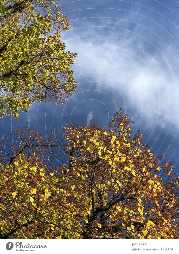 goldrauschen Natur Urelemente Himmel Wolken Herbst Baum Wald Farbe Reichtum Herbstlaub Herbstfärbung Farbfoto Außenaufnahme Detailaufnahme Strukturen & Formen