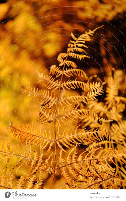 verglühen Natur Pflanze Sonnenlicht Herbst Sträucher Farn Blatt Wald authentisch heiß trocken glühend Farbfoto Außenaufnahme Nahaufnahme Detailaufnahme Muster
