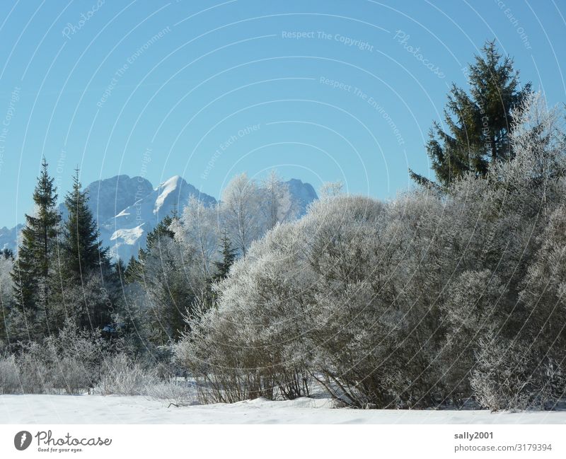 Winterwald... Wolkenloser Himmel Eis Frost Baum Wald Alpen Berge u. Gebirge ästhetisch kalt Einsamkeit Gelassenheit Natur Schnee Raureif weiß Farbfoto