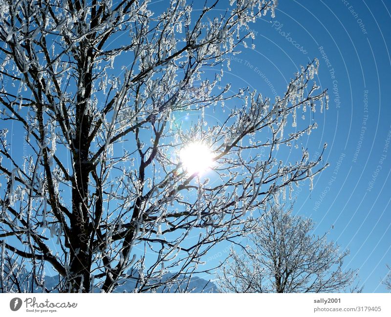 Wintersonne... Wolkenloser Himmel Schönes Wetter Eis Frost Baum Alpen frisch hell kalt Erholung Raureif Licht Winterwald Winterstimmung Wintertag Farbfoto