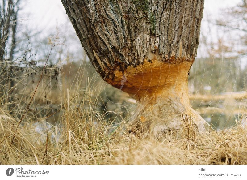 Biberspuren am Fluss schädigung Schaden Natur Umwelt Außenaufnahme Zerstörung Baum Landschaft Flussufer Farbfoto Baum fällen Forstwirtschaft Baumstamm Abholzung