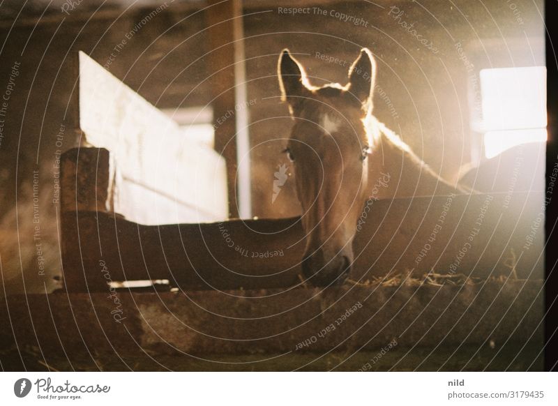 Fohlen im Stall Pferd Gegenlicht Tier Farbfoto Tierporträt braun Nutztier Tierjunges niedlich Idylle Landwirtschaft Neugier Blick Tiergesicht Tierliebe
