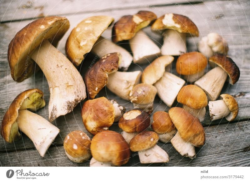 Steinpilze auf Holzuntergrund Pilze essbar Lebensmittel lecker Gesundheit Vegetarische Ernährung vegetarisch Vegane Ernährung vegan pilze sammeln Delikatesse