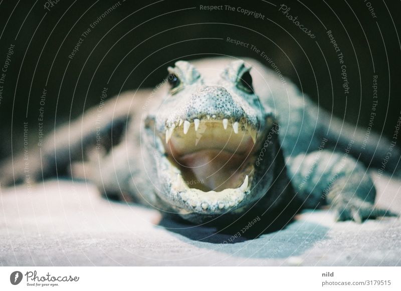 Alligator aus der nähe Krokodil Reptil gefährlich Tierporträt Wildtier bedrohlich Farbfoto beobachten Nahaufnahme Zoo wild Textfreiraum oben Zähne unschärfe