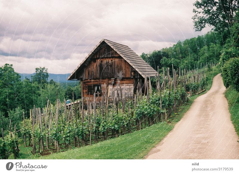 Weinberg in Slovenien Weinbau grün Nutzpflanze Menschenleer Farbfoto Landschaft Außenaufnahme Weingut Landwirtschaft bio Sommer Analogfoto Kodak