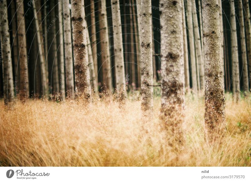 Herbstliche Waldszene Spaziergang Ruhe Natur Baum Außenaufnahme herbstlich Menschenleer Farbfoto Herbstfärbung Herbstwald Jahreszeiten weich offenblendig