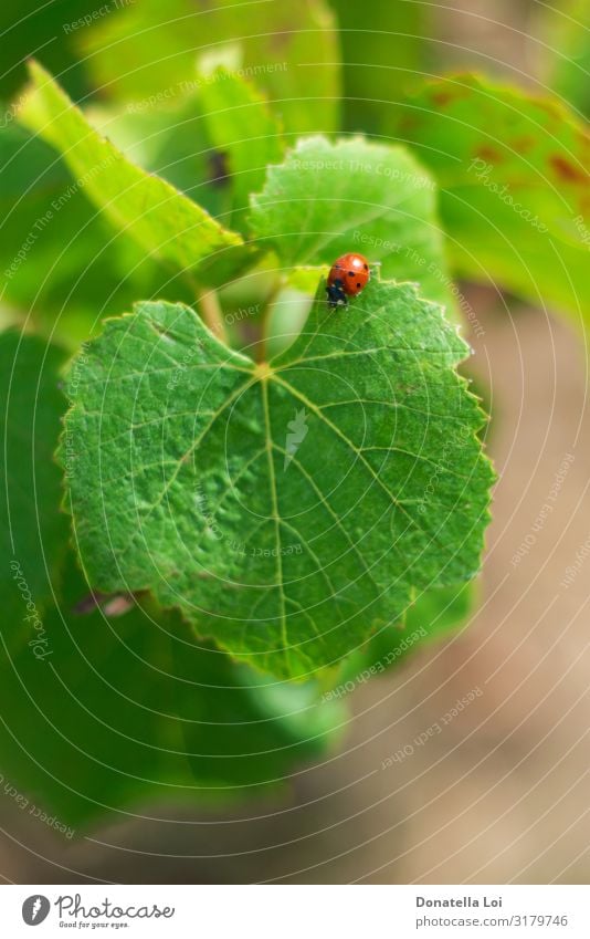 Marienkäfer auf einem leuchtend grünen Weinbergblatt Sommer Garten Umwelt Natur Blatt Nutzpflanze Feld Fliege 1 Tier füttern Farbe biologisches sonnig vertikal