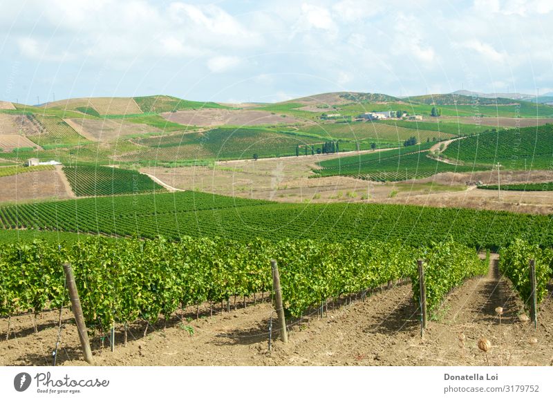 Wunderschöne Weinbergslandschaft in Italien Frucht Sommer Natur Landschaft Pflanze Wolken Blatt Nutzpflanze grün Ackerbau biologisches Weintrauben horizontal