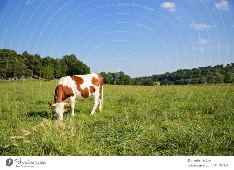 Eine Kuh auf der Weide Essen Milch Sommer Natur Tier Himmel Gras Feld Haustier Nutztier 1 Fressen stehen blau braun grün Einsamkeit heimisch Bauernhof Bereiche
