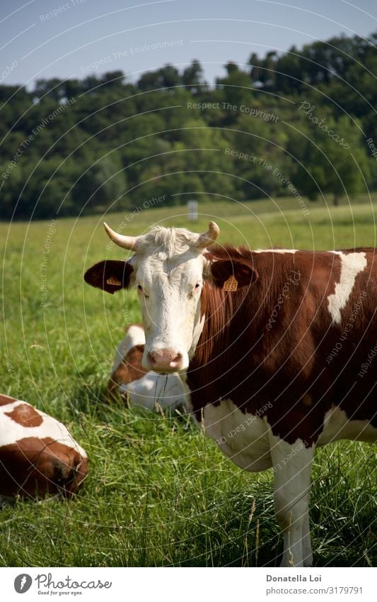 Porträt einer Kuh Milch Landwirtschaft Forstwirtschaft Natur Tier Baum Gras Wiese Feld Haustier Nutztier 1 Fressen stehen grün heimisch Bauernhof Bereiche