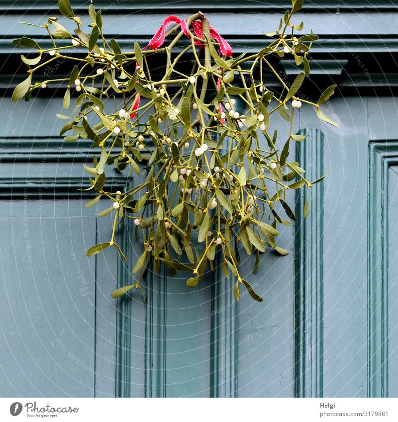 grüne Mistelzweige mit weißen Beeren und rotem Band hängen als Dekoration an einer alten Holztür Weihnachten & Advent Pflanze Winter Blatt Blüte Zweig Tür