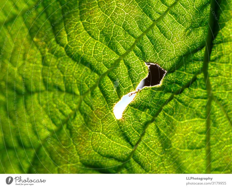 Der grüne Weg Umwelt Natur Landschaft Pflanze Luft Sonne Sonnenlicht Blatt Garten Grünpflanze Blattadern Farbfoto Außenaufnahme Detailaufnahme Makroaufnahme