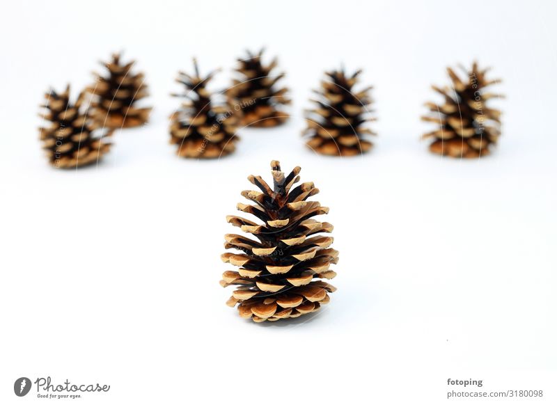 Tannenzapfen Dekoration & Verzierung Weihnachten & Advent Pflanze Baum braun weiß Samen Hintergrundbild weißer Hintergrund Tiefenschärfe Farbfoto