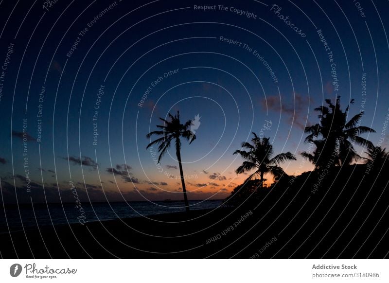 Silhouetten von Palmen gegen den untergehenden Himmel am Strand Handfläche Sonnenuntergang Meer dunkel tropisch Paradies Baum exotisch Küste Wasser Wolken Abend