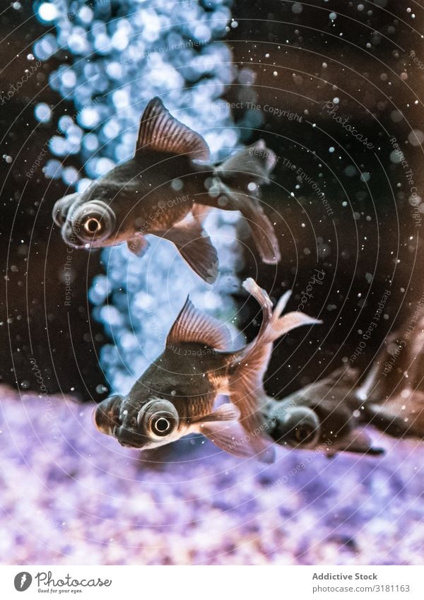 Exotische Fische im Aquarium Schwimmsport tropisch exotisch Wasser natürlich marin durchsichtig Tier aquatisch Sauberkeit Lebewesen erstaunlich schön prunkvoll