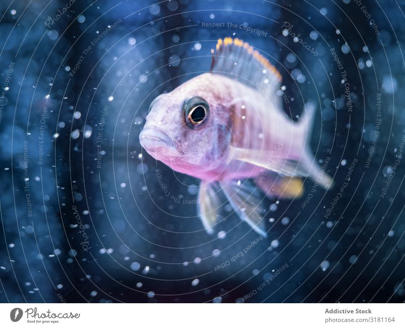 Exotische Fische im Aquarium Schwimmsport tropisch exotisch Wasser natürlich marin durchsichtig Tier aquatisch Sauberkeit Lebewesen erstaunlich schön prunkvoll