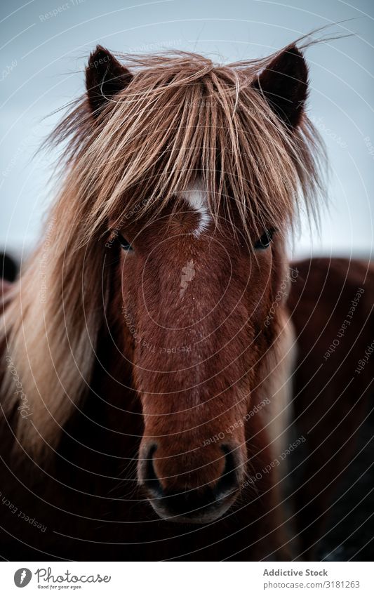 Pferde in den Bergen in Island isländisch schön Tier Tierwelt Natur Ferien & Urlaub & Reisen Außenaufnahme wild Porträt Mähne Winter braun Beautyfotografie
