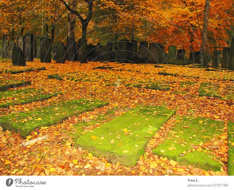 Gräber Natur Herbst Schönes Wetter Baum Moos Hamburg Stadt schön grün orange Grab Friedhof Religion & Glaube Aschkenasim Sepharden Grabstein Blatt