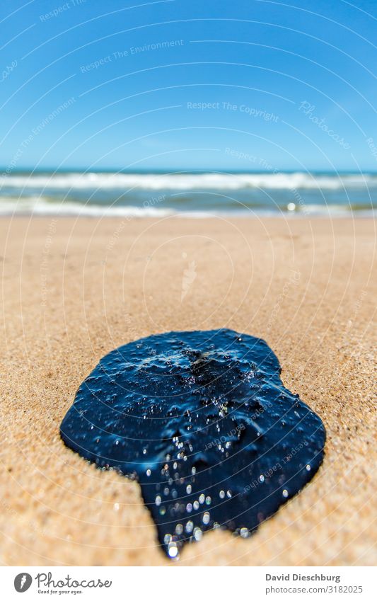 Öl im Paradies II Ferien & Urlaub & Reisen Umwelt Natur Landschaft Pflanze Tier Sand Wasser Wolkenloser Himmel Schönes Wetter Wellen Küste Strand Bucht Meer