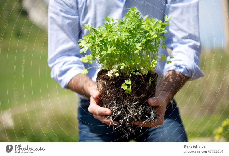Mann mit Petersilienpflanze in der Hand Kräuter & Gewürze Garten Mensch Erwachsene 1 Umwelt Pflanze Gras Topfpflanze stehen frisch gut neu grün Stimmungsbild