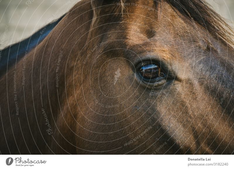Auge des braunen Pferdes Detail schön Reitsport Reiten Tier Haustier Zoo Streichelzoo 1 klug braunes Auge heimisch in die Kamera schauen Nahaufnahme