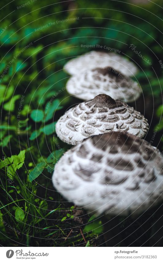 Parasol-Pilze die in einer Reihe wachsen Tiefenunschärfe Spätsommer Natur Außenaufnahme Farbfoto Lebensmittel frisch Wald
