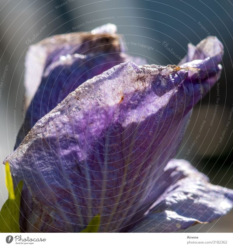 alt | Spuren der Vergänglichkeit Hibiskus Blüte violett angefressen blühen Verfall natürlich Blume durchlöchert zerfressen Roseneibisch blühend sommerlich Natur