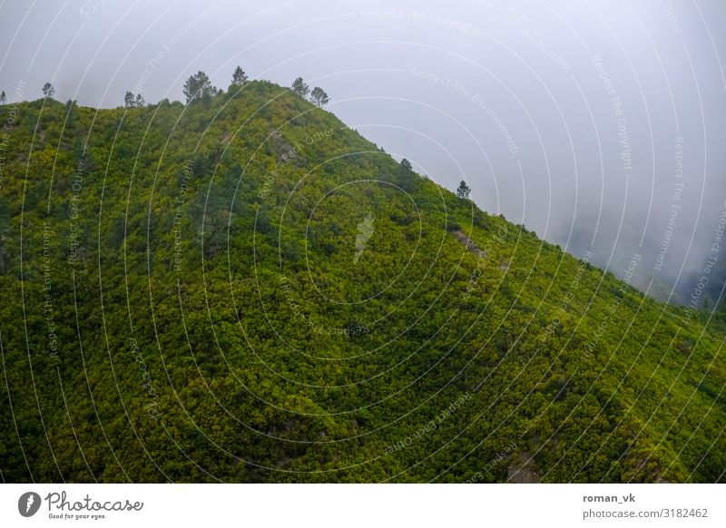 Nebelberg auf Madeira Umwelt Natur Landschaft Pflanze Urelemente Klima schlechtes Wetter Wind Grünpflanze Wald Urwald Hügel bedrohlich frisch trist grün
