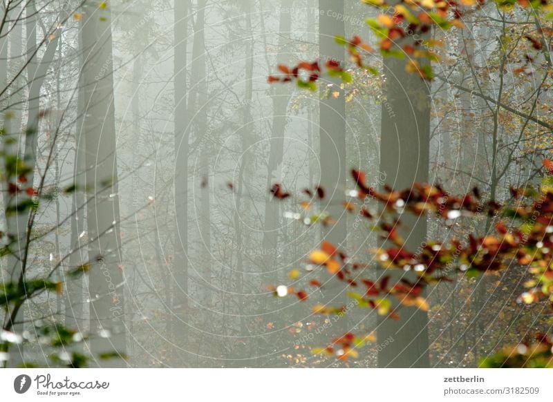 Textfreiraum im Herbstwald Dunst Herbstlaub Herbstfärbung Herbstprogramm Landschaft Blatt Menschenleer Morgen Nebel Perspektive Ferne Sonne Wald Wetter Winter