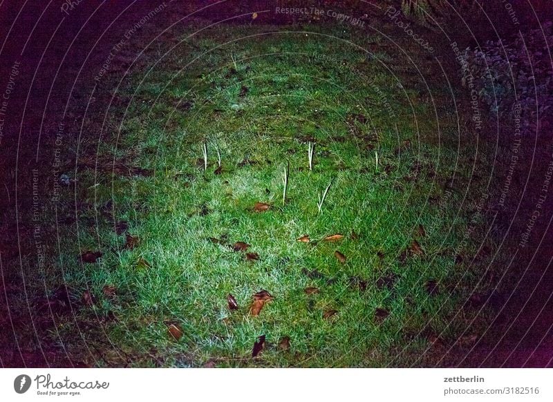 Knoblauch im Taschenlampenlicht Abend dunkel Garten Gras Schrebergarten Kleingartenkolonie Menschenleer Nacht Natur Pflanze Rasen ruhig Herbst Textfreiraum