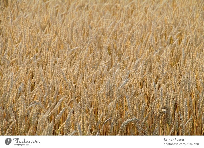 Kornfeld in der Sonne Lebensmittel Getreide Ernährung Bioprodukte Vegetarische Ernährung Erntedankfest Landwirtschaft Forstwirtschaft Klimawandel Getreidefeld